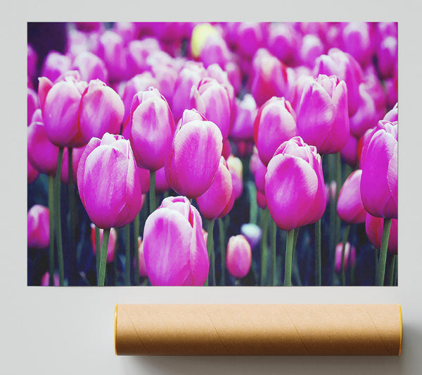 A Field Of Pink Tulips