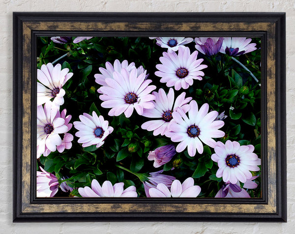 White Pink Baby Daisies