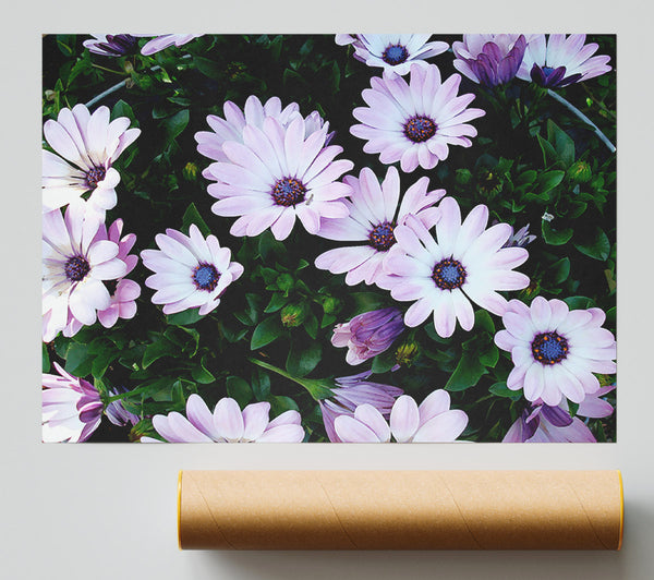 White Pink Baby Daisies