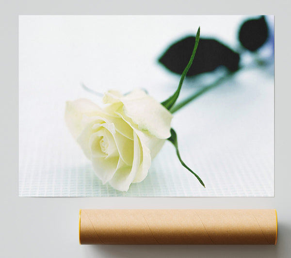 Single White Rose