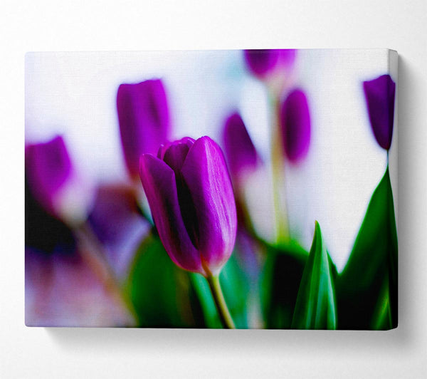 Purple Tulips