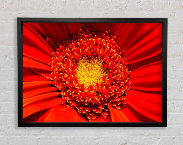 The Centre Of A Gerbera