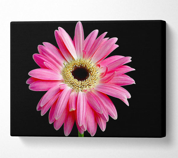 Pink Daisy On Black