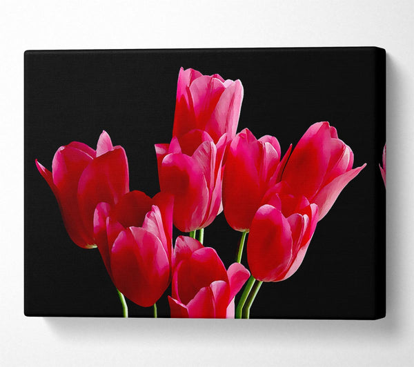 Flower Cerise Tulips