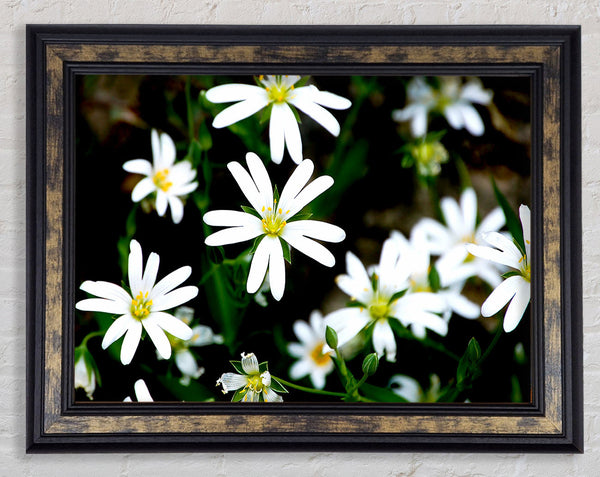 White Garden Daisies