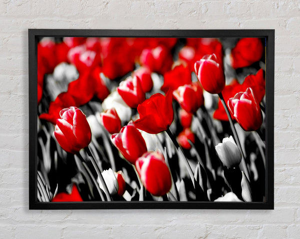 Red Tulips On B n W