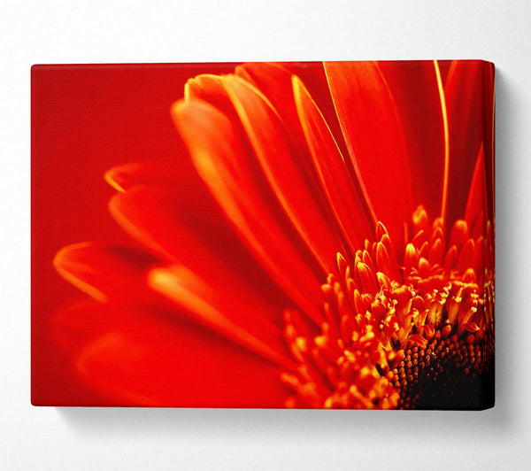 Orange On Orange Gerbera Petals