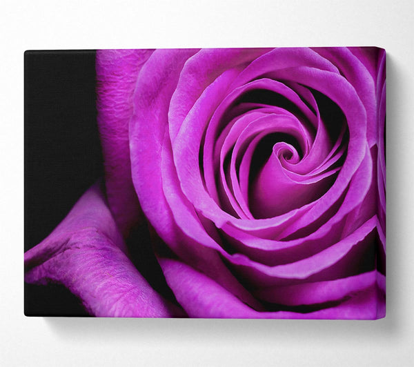 Purple Velvet Rose