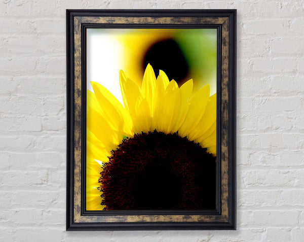 Vibrant Yellow Sunflower