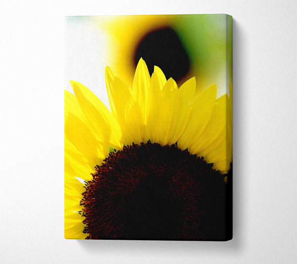 Vibrant Yellow Sunflower