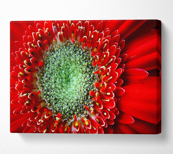 Red Gerbera Green Centre Close-Up