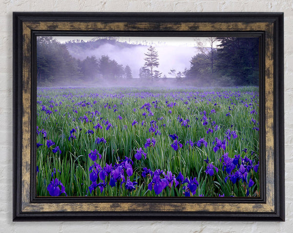 Bluebell Mist