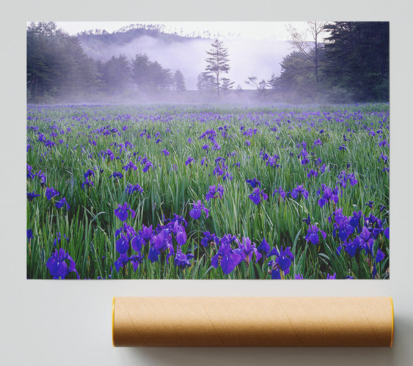 Bluebell Mist