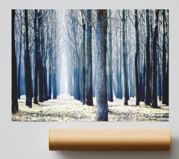 Trees Line-Up In Winter