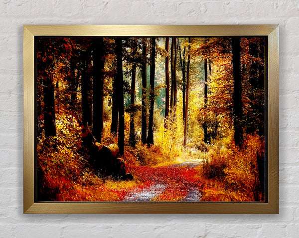 Forest Autumn Path