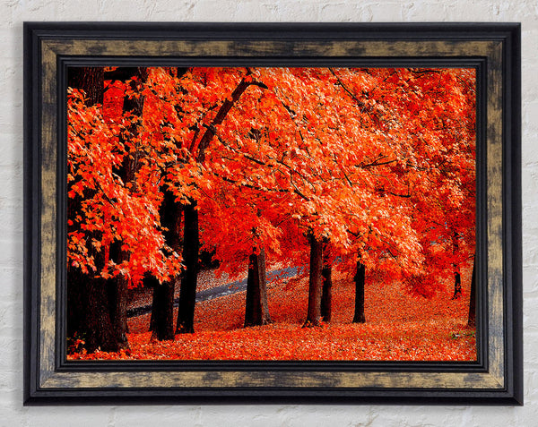 Beautiful Autumn Orange Leaves