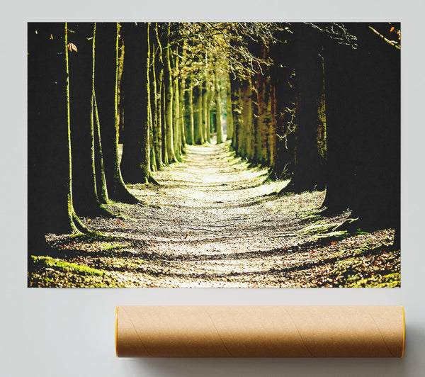 Tree Lined Path