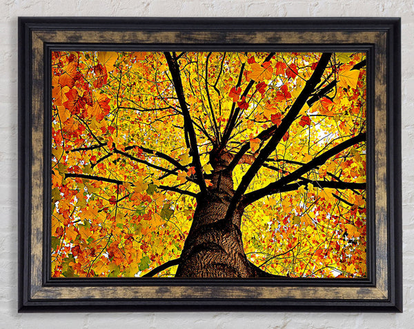 Yellow Autumn Tree