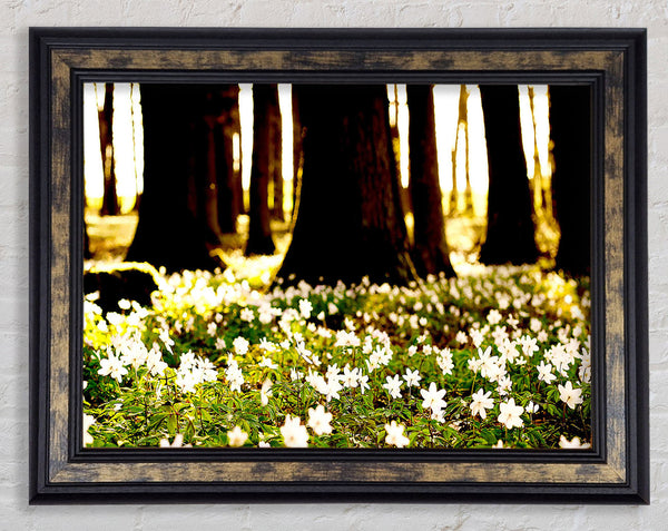 White Forest Flowers