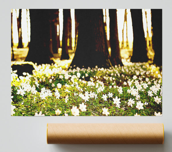 White Forest Flowers