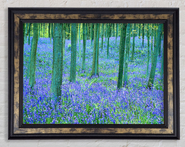 Bluebells In The Forest