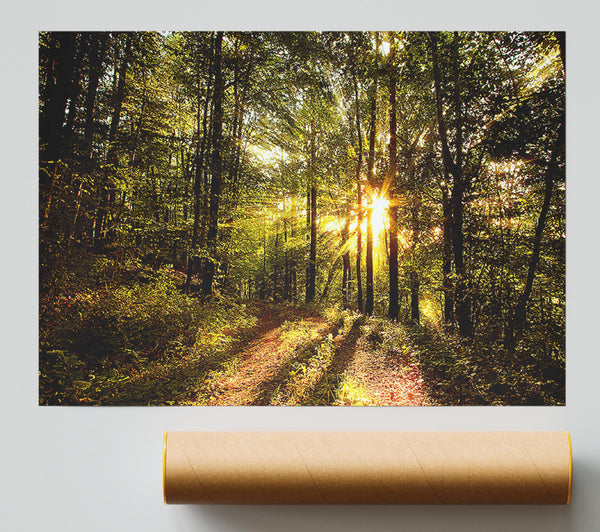 Forest In Late Afternoon