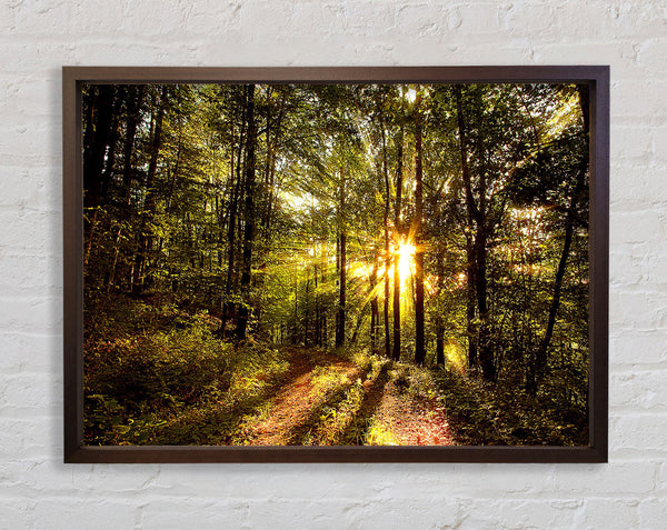 Forest In Late Afternoon