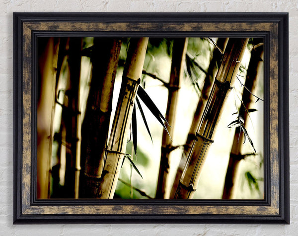 Bamboo Stalks