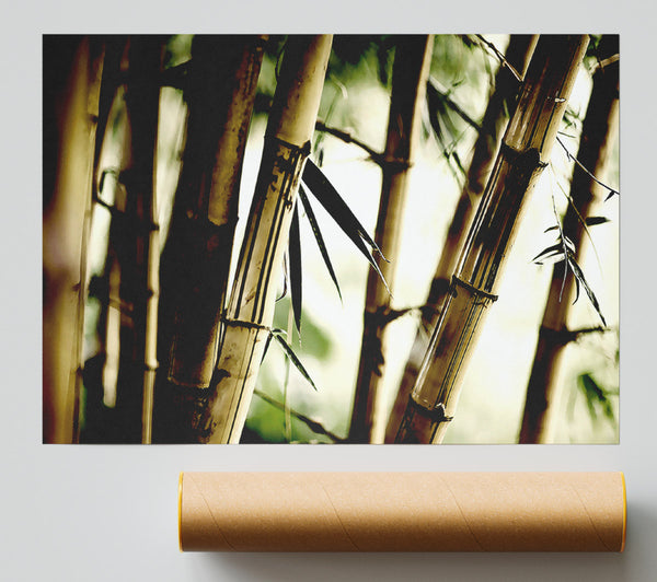 Bamboo Stalks