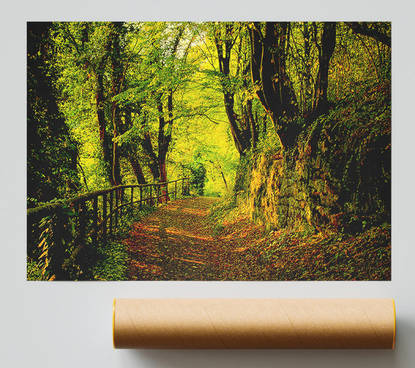 Forest Walking Path