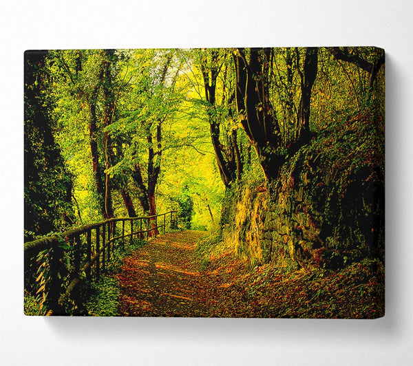 Forest Walking Path