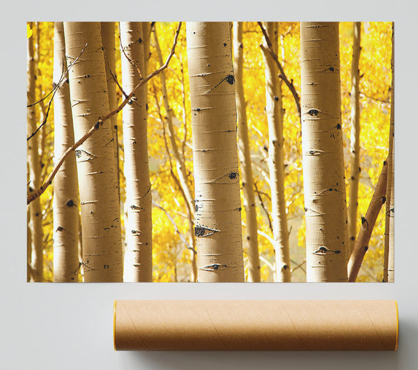 Birch Trees