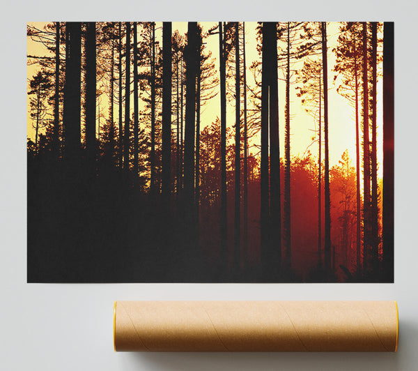 Forest Sunset