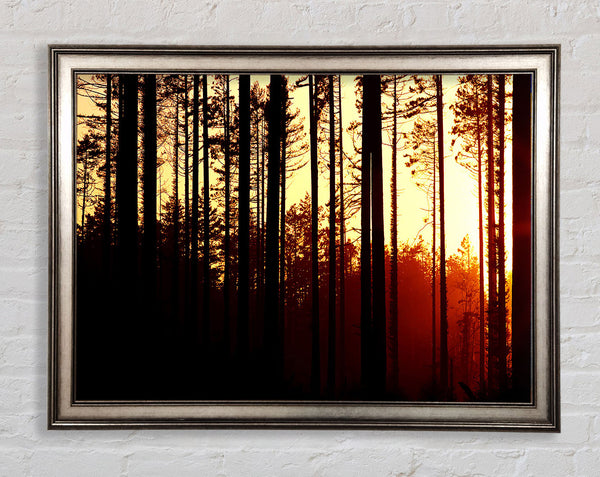 Forest Sunset