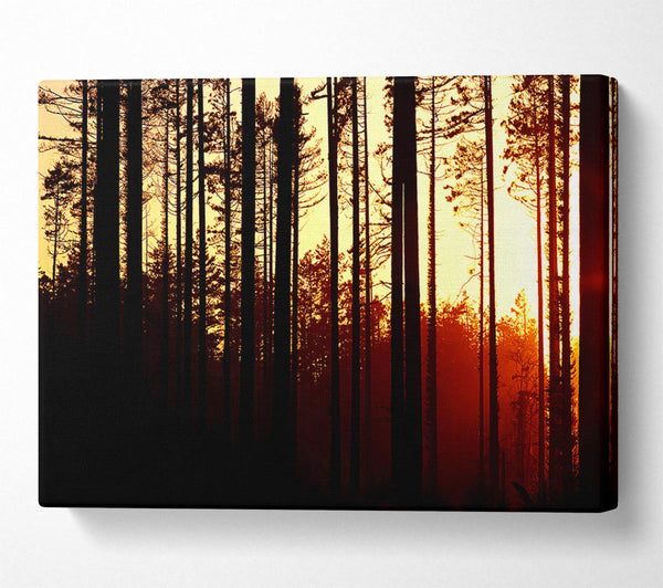 Forest Sunset