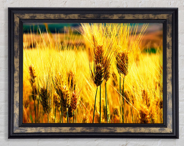 Wheat Field Near The Forest