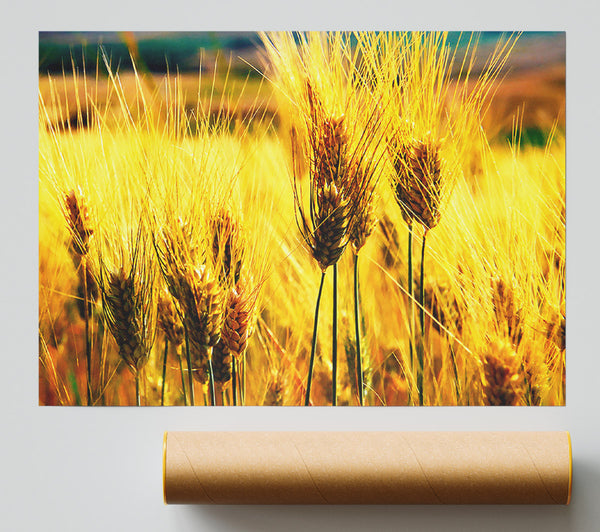 Wheat Field Near The Forest