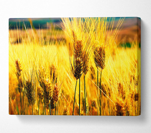 Wheat Field Near The Forest