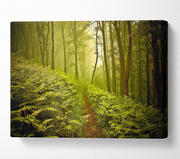 Green Forest Path