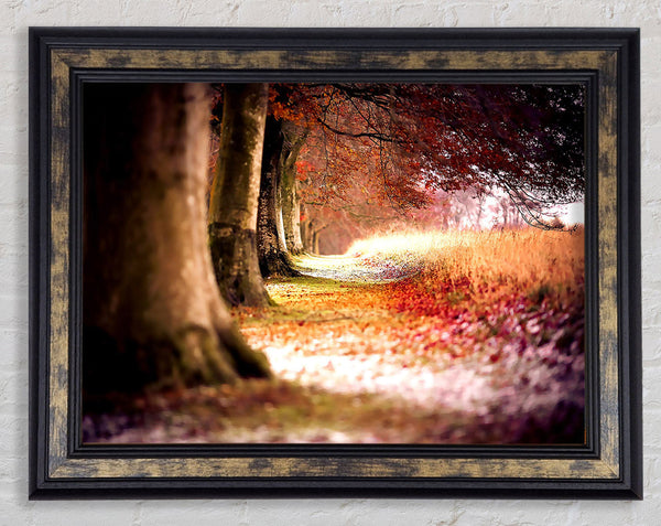 Beech Autumn Trees