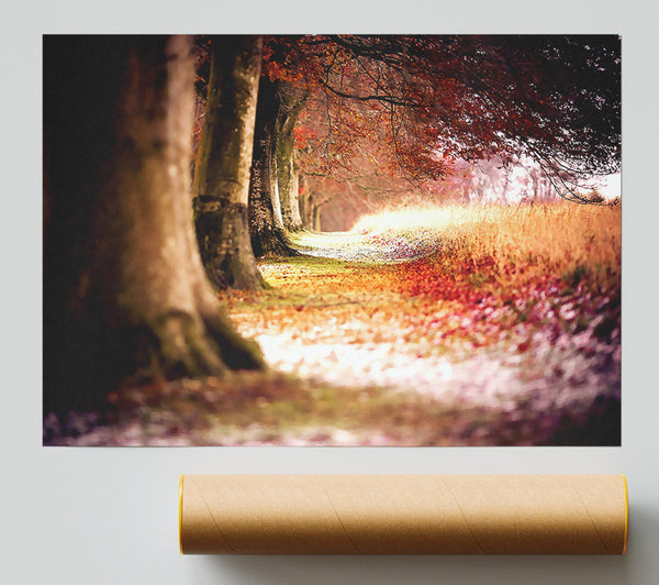 Beech Autumn Trees