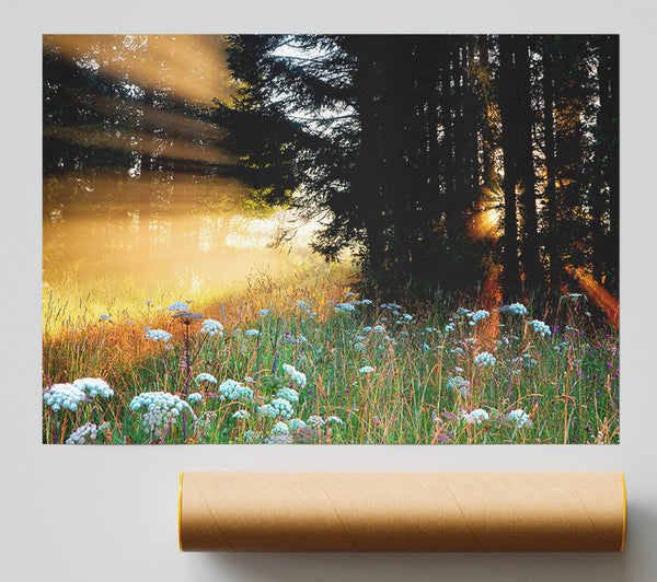 Sunrays Through The Forest Flowers