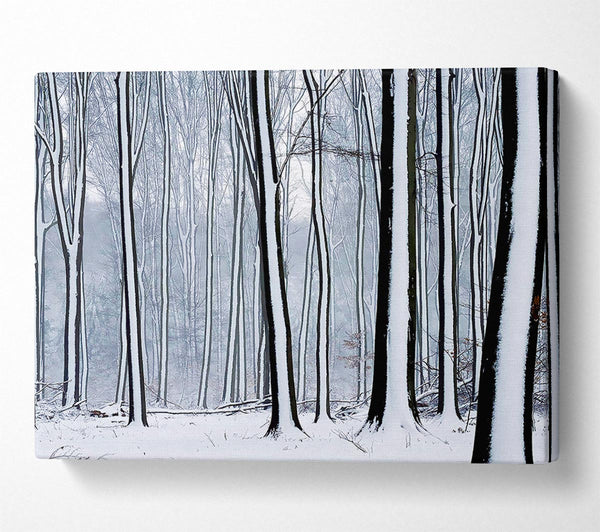 Forest Snow Trees