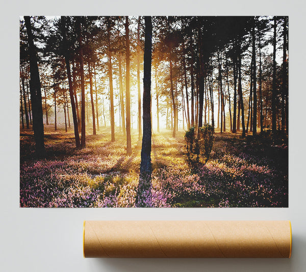 Pink Forest Beams