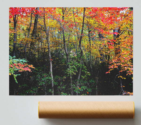 Stunning Colourful Autumn Forest