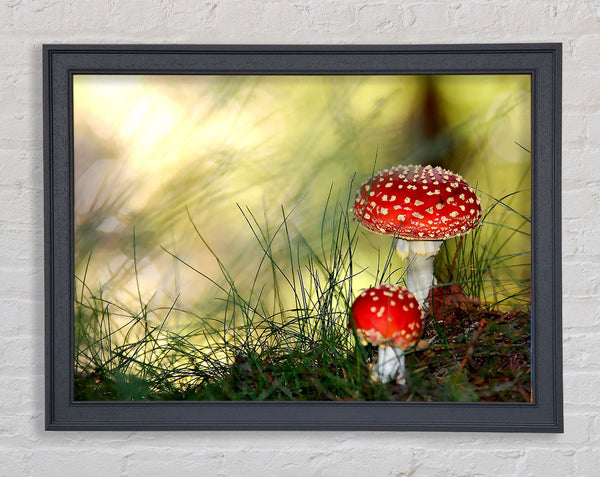 Fly Agaric Mushrooms