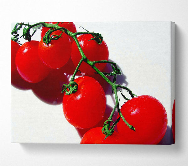 Red Cherry Tomato Vine