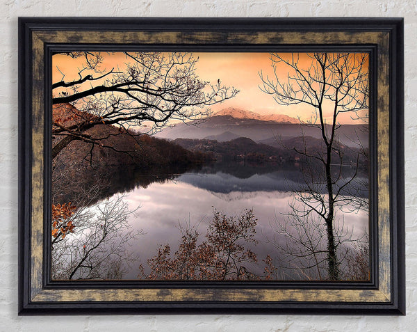 Bare Forest In Autumn