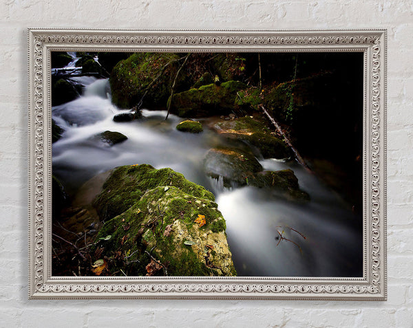 Forest Mist Creek