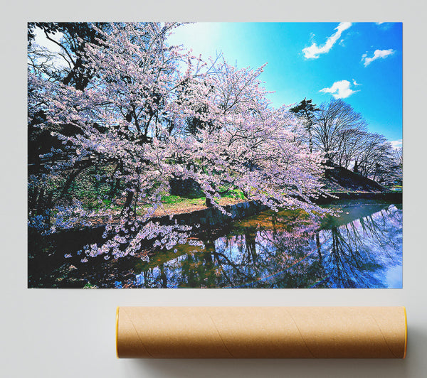 Cherry Blossom Trees